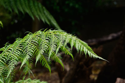 Close-up of fern