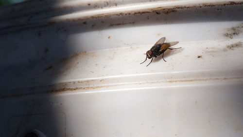 High angle view of fly on wall