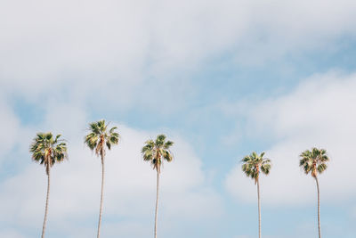 Low angle view of coconut palm trees against sky