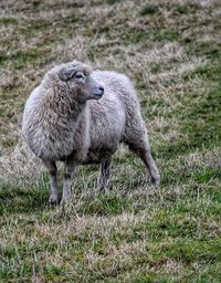 Sheep on field