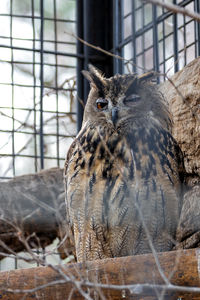 Close-up of bird