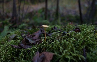 Close-up of mushroom on field