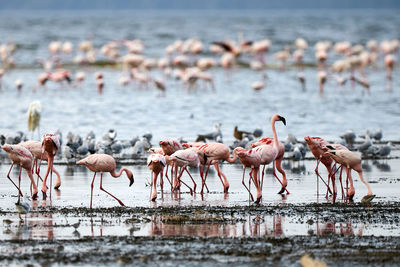 Flock of flamingos on beach