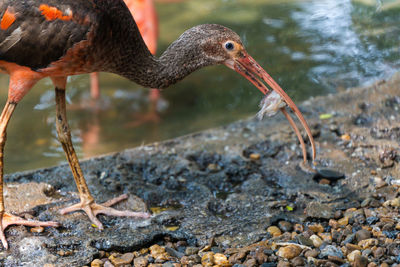 Close-up of a bird drinking water