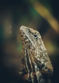 Close-up of lizard