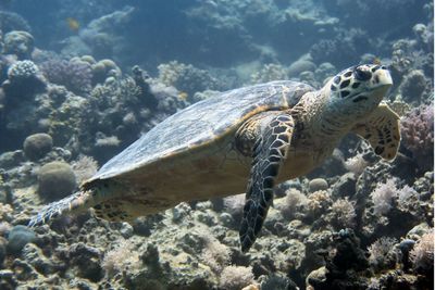 View of fish swimming in sea