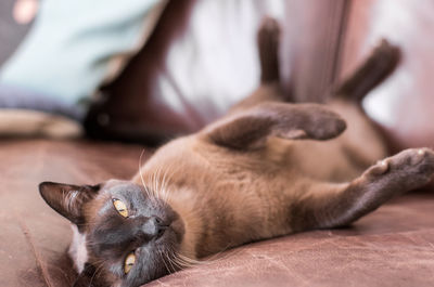 Close-up portrait of burmese cat resting on sofa