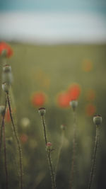 Close-up of plant against blurred background