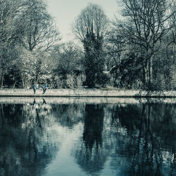 Reflection of trees in lake
