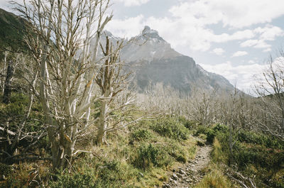 Bare trees on field against mountains