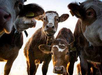 Portrait of curious cows looking at the camera