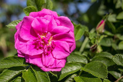 Close-up of pink rose flower