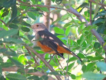 Close-up of bird perching on tree