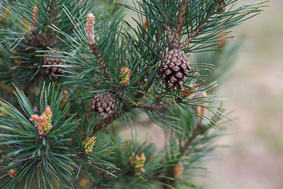 Pine cones on tree