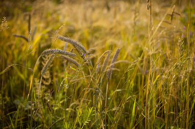 Close-up of crops growing on field