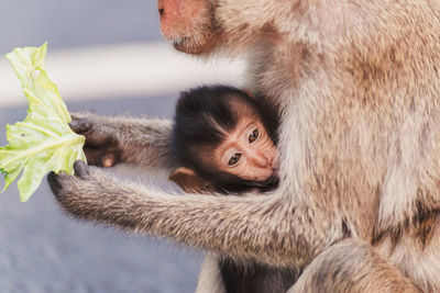 Portrait of a monkey