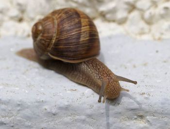 Close-up of snail