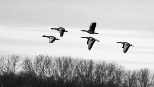 Low angle view of birds flying against sky