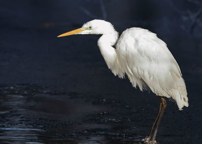 White heron in the lake