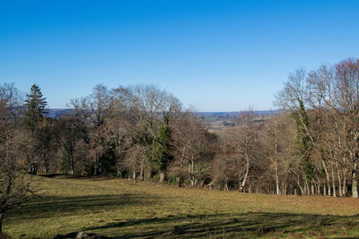 Trees on field against clear blue sky