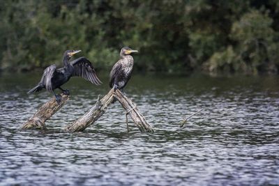 Cormorants perching on wood in lake