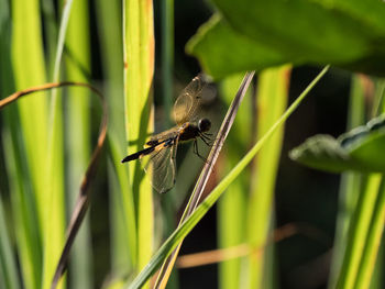 Close-up of a dragonfly perched on the grass in the evening light.