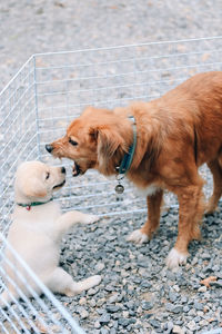 Side view of two dogs