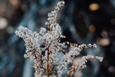 Close-up of frozen plant