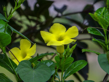 Close-up of yellow flowering plant