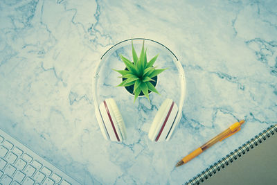 High angle view of potted plant on table