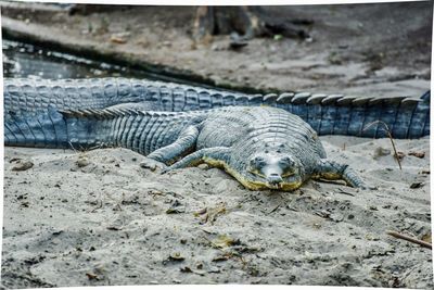 Close-up of crocodile on sand