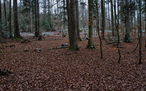 Trees in forest