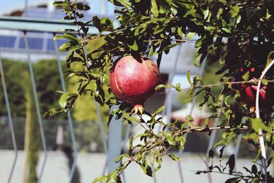 Close-up of apples on tree