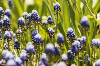 Close-up of purple flowering plants on field