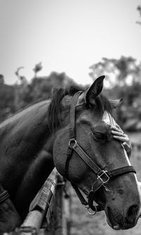 Close-up of horse standing outdoors