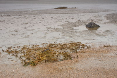 Scenic view of beach