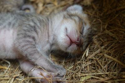 Close-up of cat resting on field