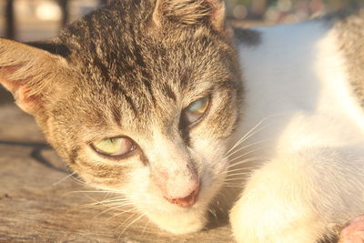 Close-up portrait of a cat