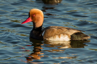 Close-up of duck swimming in lake