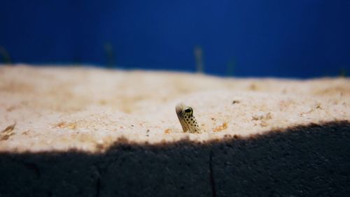 Close-up of garden eel in fish tank