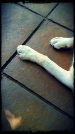 pets