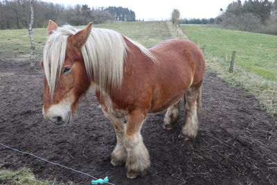 Horse standing in field