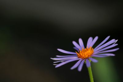 Close-up of purple daisy flower against black background