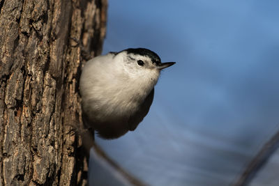 Close-up of bird perching on tree trunk