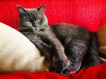 Cat relaxing on bed at home