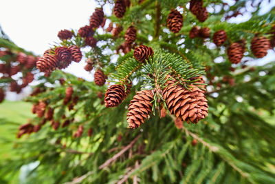 Close-up of pine tree