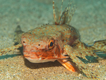 Close-up of fish swimming in sea