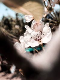 Close-up of hand holding flowering plant