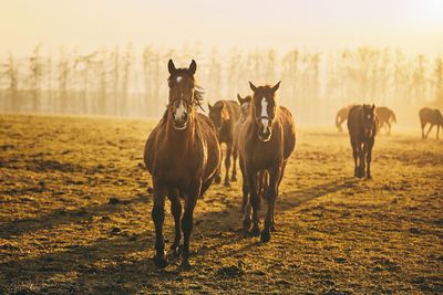 Horses in a field