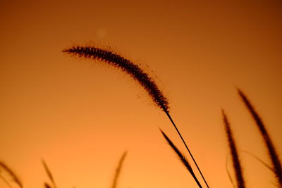 Close-up of silhouette plant against orange sky
